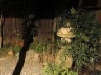 京都坊主バー庭