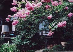 �������̉�