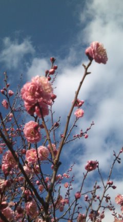 桜